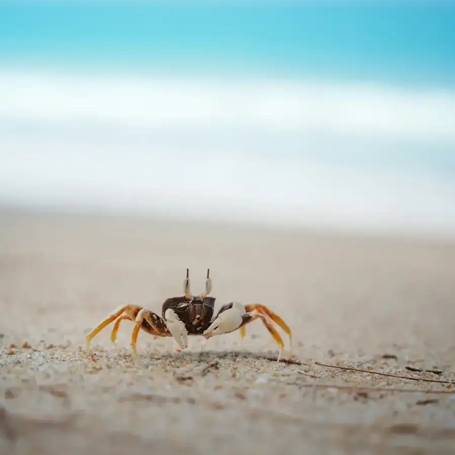 A ghost crab on fine white sand