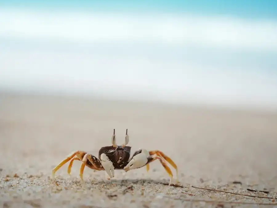 A ghost crab on fine white sand