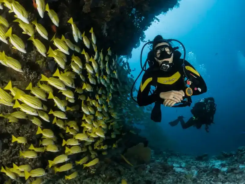 A diver beside a dense school of yellow fish on a reef wall