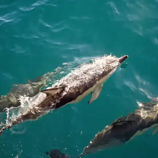 Three dolphins swimming in clear blue water, one surfacing to breathe