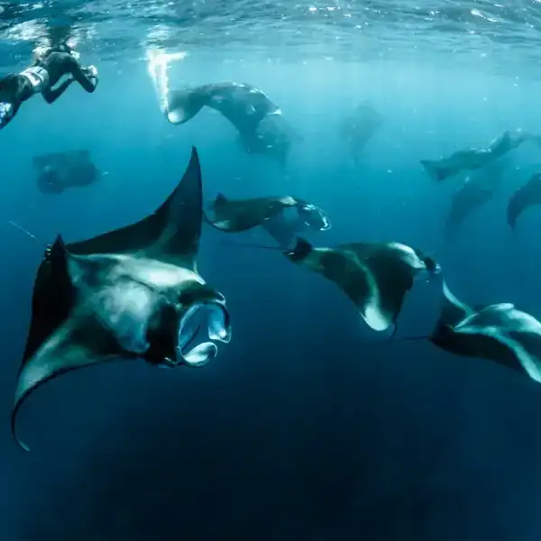 Manta rays gliding past snorkellers in deep blue water