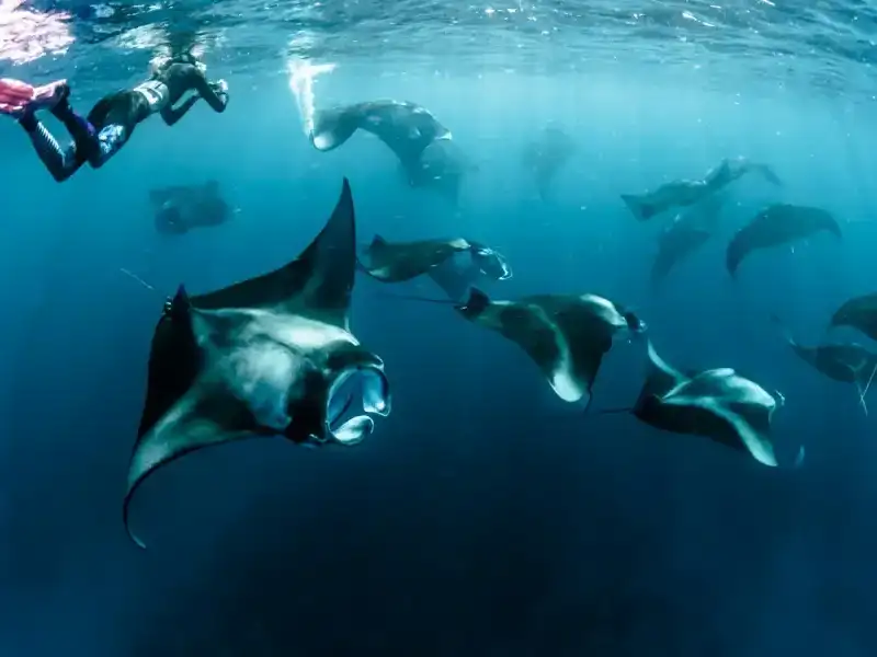 Manta rays gliding past snorkellers in deep blue water