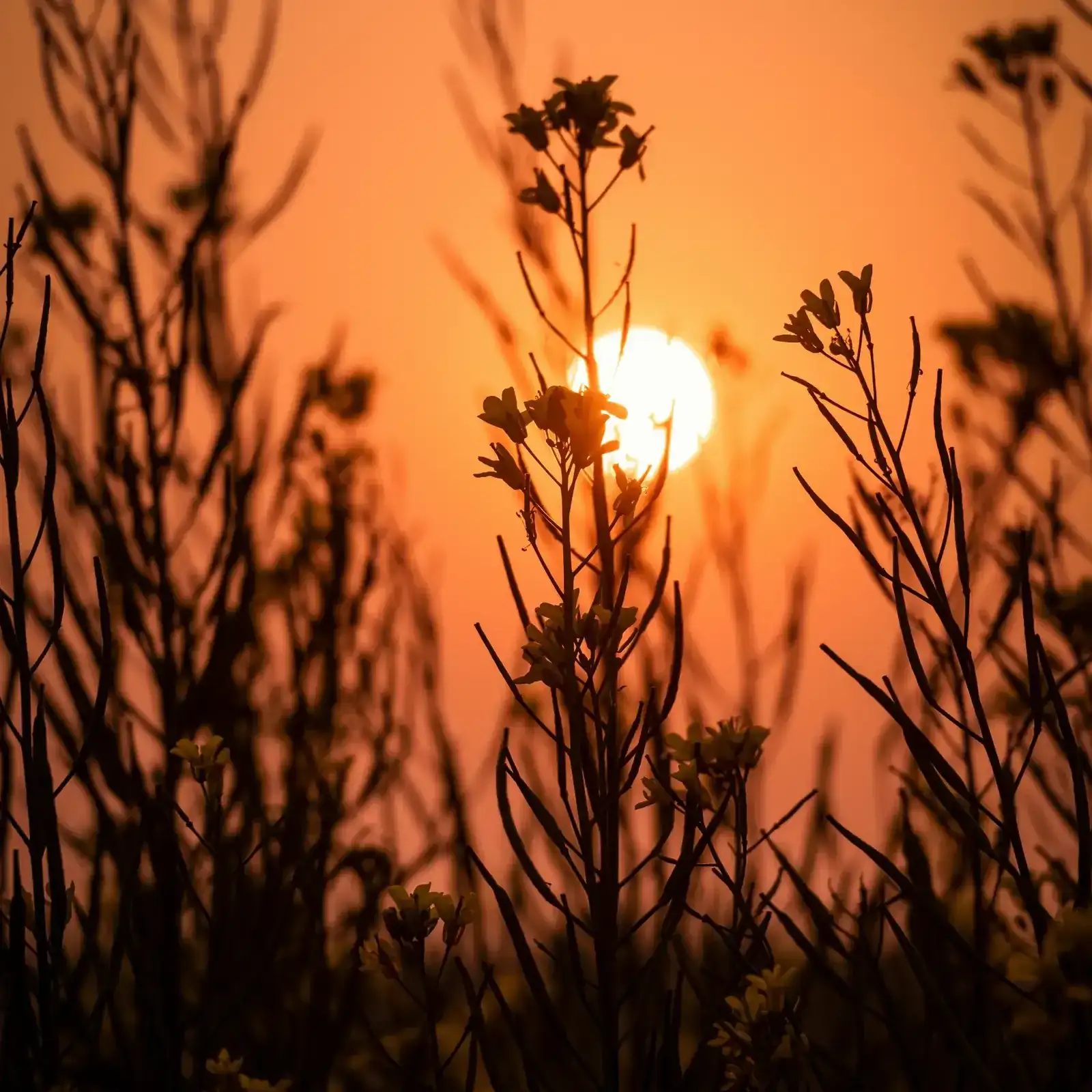 Orange sun rising behind silhouetted beach plants